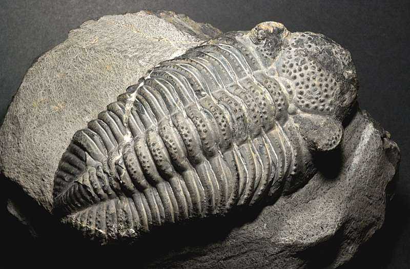 Trilobit, Phacops rana africanus, Maroko,sp. devon