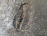 Conocoryphe sulzeri, dlka 1,4 cm